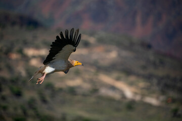 egyptian vulture also called as pharaoh's chicken on Socotra island