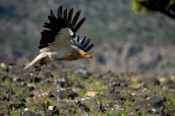 egyptian vulture also called as pharaoh's chicken on Socotra island