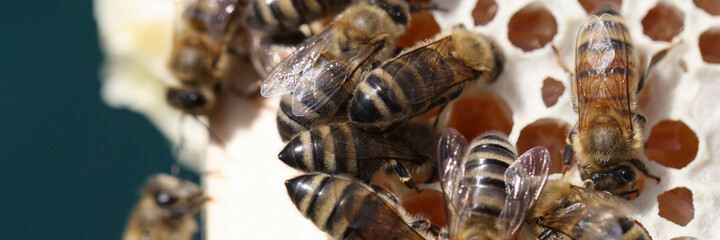 Many bees on combs closeup. Breeding bees at home