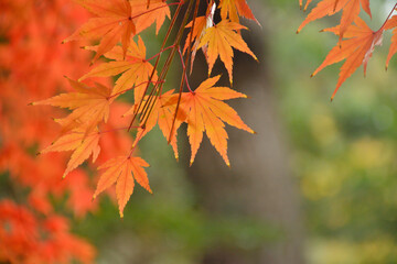 モミジの紅葉