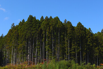 日本の杉林と青空。　日本の東北地方の宮城県にて。