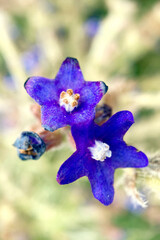 flowers on a green background
