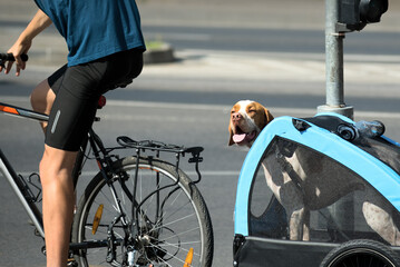 Dog being carried by bicyclist in a trailer box