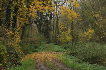 through the dark forest in autumn