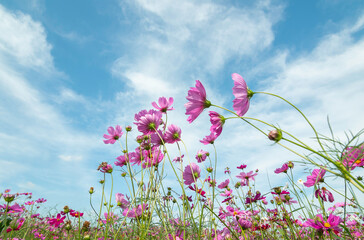 Obraz na płótnie Canvas Pink cosmos flowers blooming in the field isolated blue sky