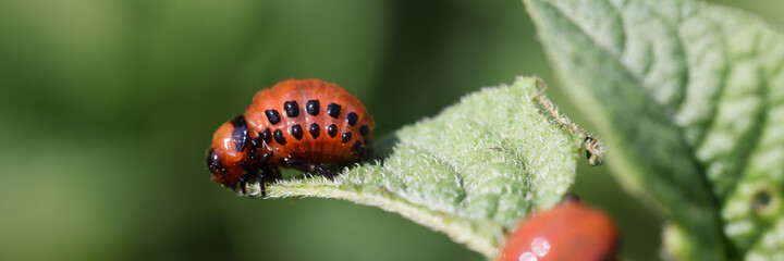 Colorado potato beetle larvae eat potato foliage