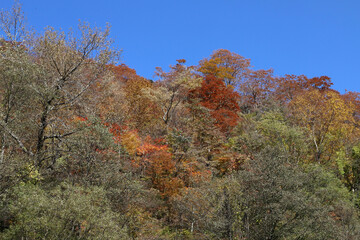 白山登山口・別当出合の紅葉（石川県白山市）
