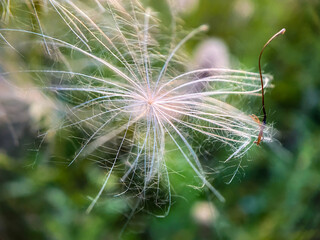 seeds of a dandelion