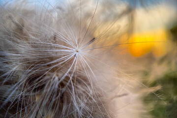 dandelion seed head