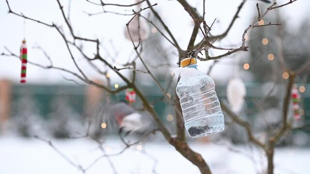 birds in winter snigiri and tits. High quality FullHD footage