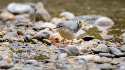 bird, natur, wild lebende tiere, gelb, tier, wild, schnabel, ast, feather