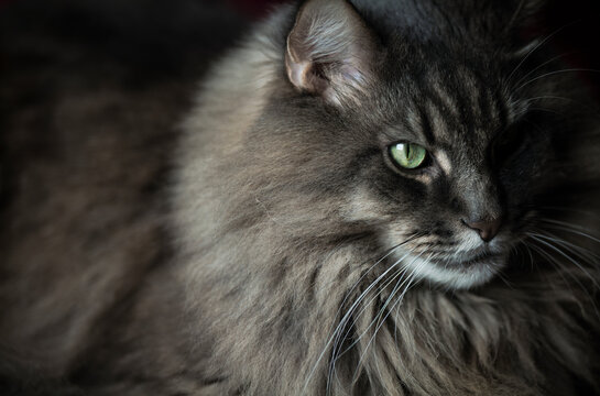 Portrait of mature gray maine coon cat