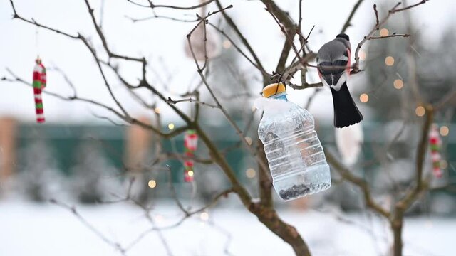 birds in winter snigiri and tits. High quality FullHD footage