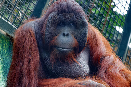 2 118 Best Orang Outan Images Stock Photos Vectors Adobe Stock 2 118 Best Orang Outan Images Stock Photos Vectors Adobe Stock