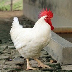 rooster in the farm