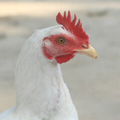 close up of a chicken