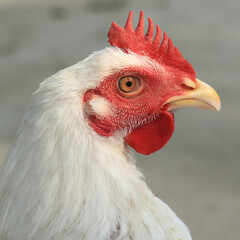 portrait of a chicken