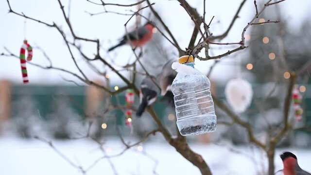 birds in winter snigiri and tits. High quality FullHD footage