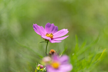 風に揺れるコスモス