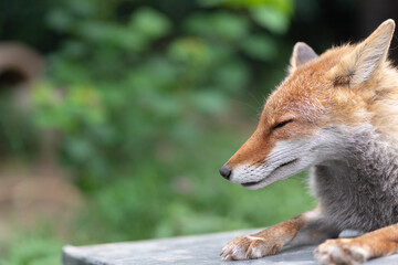 眠そうなキツネ