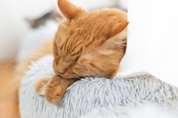 毛繕いをする猫　茶トラ猫