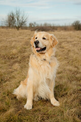 A golden retriever sits in the wind on an autumn field in the hills