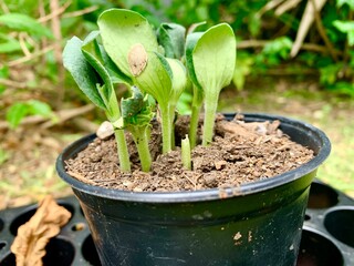 seedlings in a pot