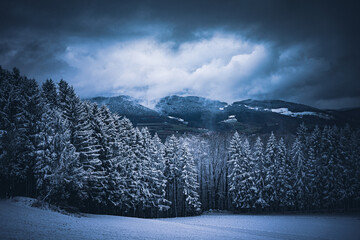 Winter im Wald mit Nebel