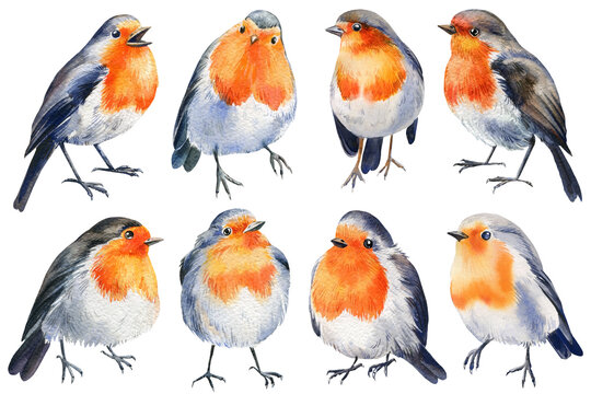 Set of Birds, robin on an isolated white background, watercolor illustration