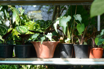 ornamental plants in pots in garden.