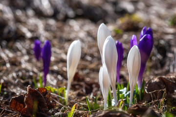 Wild growing first spring flowers, rare crocus or saffron white and purple, natural outdoor background, macro image with selective focus