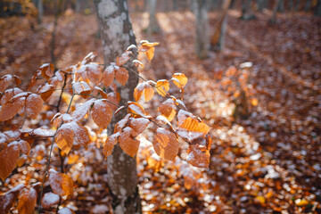 autumn leaves and grass in ice . first frost, dry leaf close-up. November, cold weather, onset of winter, autumn mood. Copy space