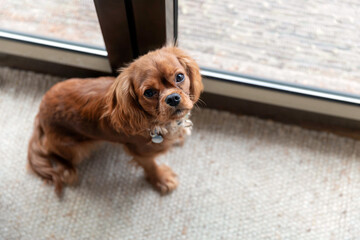 Dog asking to go outside