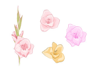 Set of decorative gladiolus flowers on a white background. Compositions for the design of postcards, congratulations and the like. Flat vector illustration.