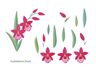 Set with pink orchid flowers (Vuylstekeara), leaves and buds, on a white background. Simple elegant elements for your design of cards, greetings, invitations and the like. Flat cartoon vector.