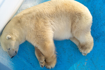 Large polar white bear lies in corner of aviary in zoo tired of heat, top view.