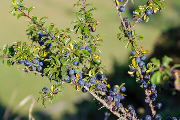 A wild blackthorn full of fruit