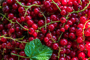 Red currant background. Lots of ripe red currants. Delicious berry.