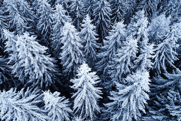 Winter season. Aerial view over an amazing forest with tall trees covered in snow. Freezing landscape.