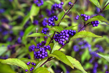 秋に可憐な実をつけるムラサキシキブ