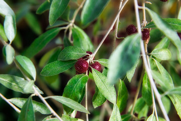 秋の日差しの中で、かわいい赤い実を実らせた木