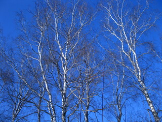trees in winter