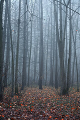 Fog in the early morning in the forest