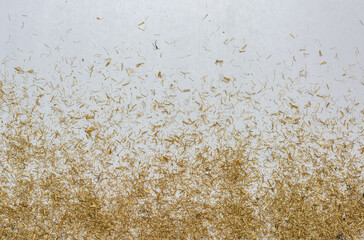 Falling pieces of yellow metal chips on a light background.