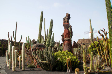 Beautiful close up view of the cactus garden in Lanzarote,