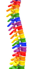 backbone with colored vertebrae on white.
