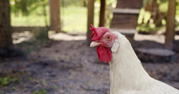 A white leghorn chicken stares directly at the viewer, curious as to what it sees.