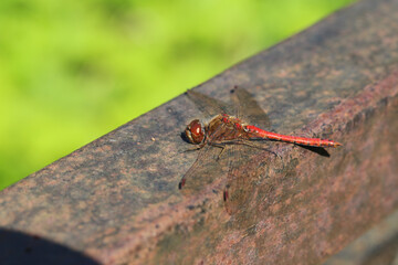 detailed close up macro shot of a male nomad or red veined darter dragonfly (Sympetrum...