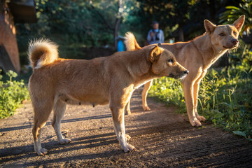 Two dogs standing with sunlight in morning