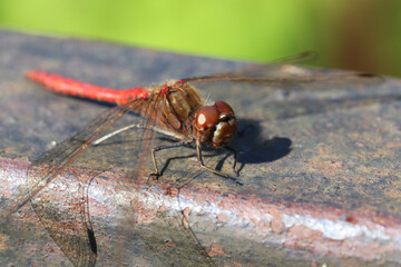 detailed close up macro shot of a male nomad or red veined darter dragonfly (Sympetrum...